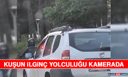 Kuşun İlginç Yolculuğu Kamerada