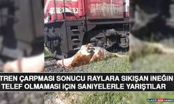 Tren Çarpması Sonucu Raylara Sıkışan İneğin Telef Olmaması İçin Saniyelerle Yarıştılar