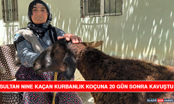 Sultan Nine Kaçan Kurbanlık Koçuna 20 Gün Sonra Kavuştu