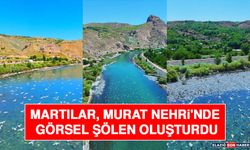 Martılar, Murat Nehri'nde Görsel Şölen Oluşturdu