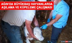 Ağın’da Büyükbaş Hayvanlarda Aşılama Ve Küpeleme Çalışması