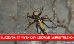 Elazığ’da Et Yiyen Dev Çekirge Görüntülendi
