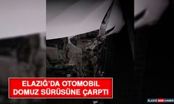 Elazığ’da Otomobil Domuz Sürüsüne Çarptı