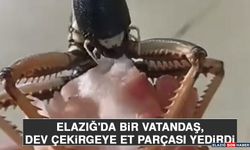 Elazığ'da Bir Vatandaş, Dev Çekirgeye Et Parçası Yedirdi