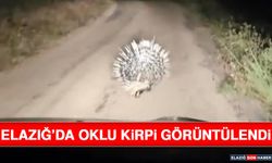 Elazığ’da Oklu Kirpi Görüntülendi