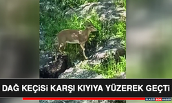 Dağ Keçisi Karşı Kıyıya Yüzerek Geçti