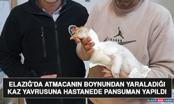 Elazığ'da Atmacanın Boynundan Yaraladığı Kaz Yavrusuna Hastanede Pansuman Yapıldı
