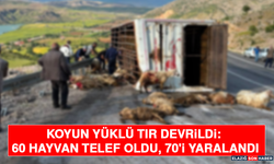 Koyun yüklü tır devrildi: 60 hayvan telef oldu, 70'i yaralandı