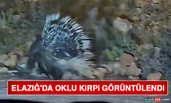 Elazığ'da Oklu Kirpi Görüntülendi