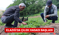 Elazığ'da Çilek Hasadı Başladı