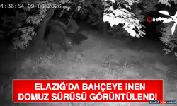 Elazığ'da Bahçeye İnen Domuz Sürüsü Görüntülendi