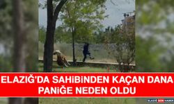 Elazığ'da Sahibinden Kaçan Dana Paniğe Neden Oldu