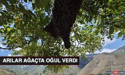 Arılar Ağaçta Oğul Verdi