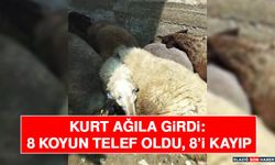 Kurt Ağıla Girdi: 8 Koyun Telef Oldu, 8’i Kayıp