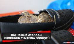 Bayramlık Ayakkabı Kumrunun Yuvasına Dönüştü