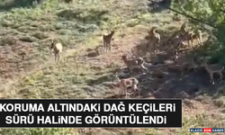 Koruma Altındaki Dağ Keçileri Sürü Halinde Görüntülendi