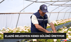 Elazığ Belediyesi Kendi Gülünü Üretiyor