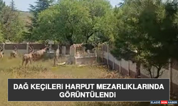 Dağ Keçileri Harput Mezarlıklarında Görüntülendi