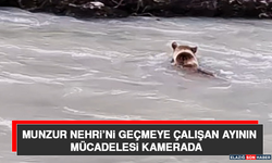Munzur Nehri’ni Geçmeye Çalışan Ayının Mücadelesi Kamerada