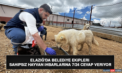 Elazığ'da Belediye Ekipleri Sahipsiz Hayvan İhbarlarına 7/24 Cevap Veriyor