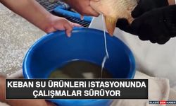 Keban Su Ürünleri İstasyonunda Çalışmalar Sürüyor