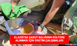 Elazığ’da şabut balığının kültüre alınması için üretim çalışmaları