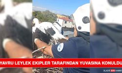 Yavru Leylek Ekipler Tarafından Yuvasına Konuldu