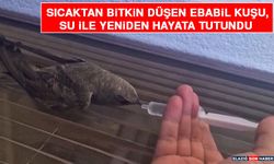 Sıcaktan Bitkin Düşen Ebabil Kuşu, Su İle Yeniden Hayata Tutundu