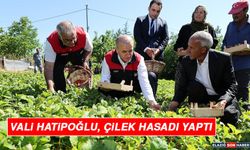 Vali Hatipoğlu, Çilek Hasadı Yaptı