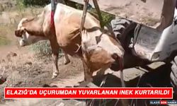 Elazığ’da Uçurumdan Yuvarlanan İnek Kurtarıldı