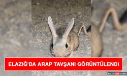 Elazığ'da Arap Tavşanı Görüntülendi
