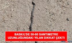 Baskil'de 50-60 Santimetre Uzunluğundaki Yılan Dikkat Çekti