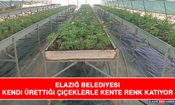 Elazığ Belediyesi Kendi Ürettiği Çiçeklerle Kente Renk Katıyor
