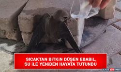 Sıcaktan Bitkin Düşen Ebabil, Su İle Yeniden Hayata Tutundu