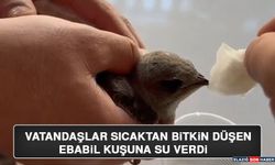 Vatandaşlar Sıcaktan Bitkin Düşen Ebabil Kuşuna Su Verdi