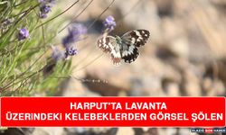 Harput'ta Lavanta Üzerindeki Kelebeklerden Görsel Şölen