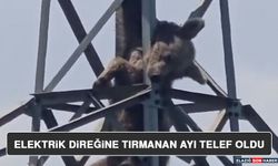 Elektrik Direğine Tırmanan Ayı Telef Oldu