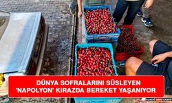 Dünya Sofralarını Süsleyen 'Napolyon' Kirazda Bereket Yaşanıyor