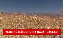 Yerli Tüylü Nohutta Hasat Başladı