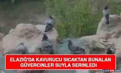 Elazığ'da Kavurucu Sıcaktan Bunalan Güvercinler Suyla Serinledi