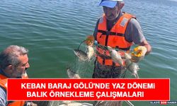 Keban Baraj Gölü'nde Yaz Dönemi Balık Örnekleme Çalışmaları