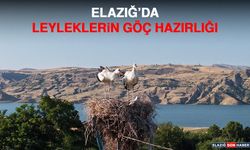 Elazığ’da Leyleklerin Göç Hazırlığı