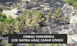 Orman Yangınında Çok Sayıda Ağaç Zarar Gördü