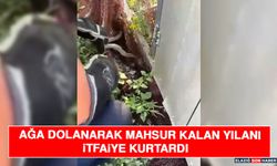 Ağa Dolanarak Mahsur Kalan Yılanı İtfaiye Kurtardı