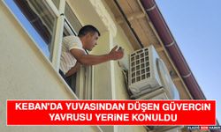 Keban'da Yuvasından Düşen Güvercin Yavrusu Yerine Konuldu