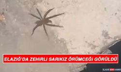 Elazığ’da Zehirli Sarıkız Örümceği Görüldü