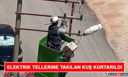 Elektrik Tellerine Takılan Kuş Kurtarıldı