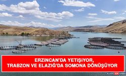 Erzincan'da Yetişiyor, Trabzon ve Elazığ'da Somona Dönüşüyor