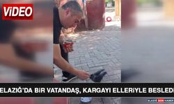 Elazığ’da Bir Vatandaş, Kargayı Elleriyle Besledi