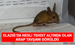 Elazığ’da Nesli Tehdit Altında Olan Arap Tavşanı Görüldü